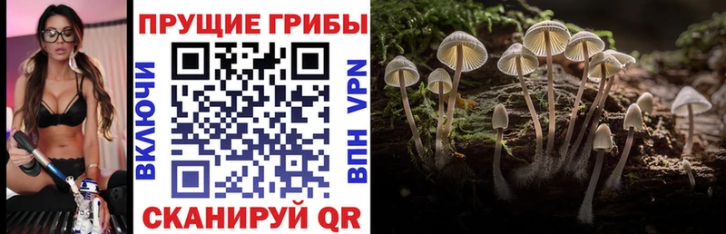 где можно купить наркотик  Нарьян-Мар  Псилоцибиновые грибы Psilocybine cubensis 